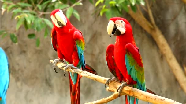 Macaw Vogels Chiangmai Thailand — Stockvideo