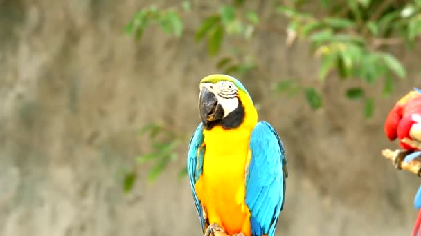 Macaw Vogels Chiangmai Thailand — Stockvideo