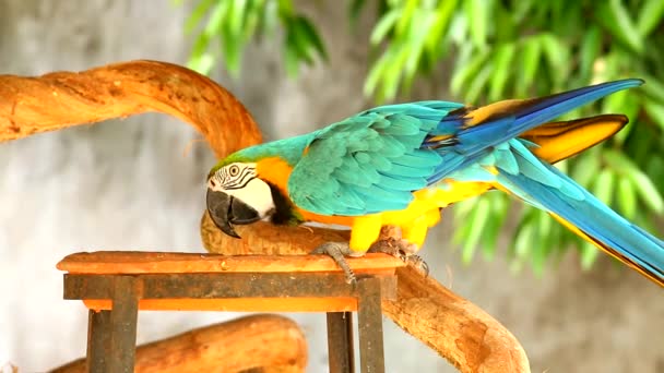 Macaw Pták Chiangmai Thajsku — Stock video