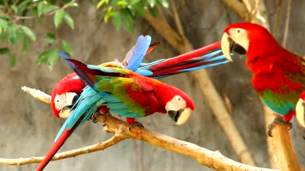 Ptaki Macaw Chiangmai Tajlandii — Wideo stockowe