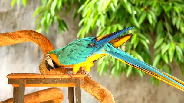 Chiangmai Tayland Macaw Kuşu — Stok video