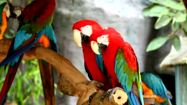 Macaw Birds Chiangmai Tailândia — Vídeo de Stock