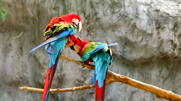 Macaw Birds Chiangmai Tailândia — Vídeo de Stock