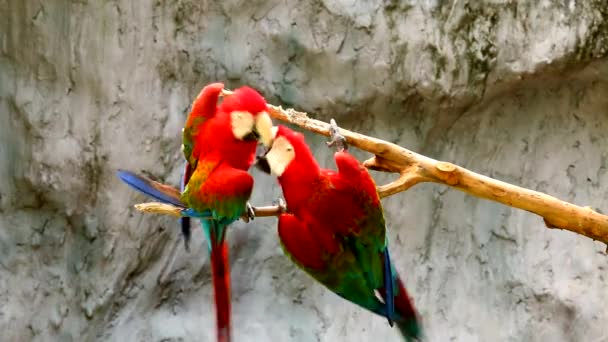 Oiseaux Aras Chiangmai Thaïlande — Video