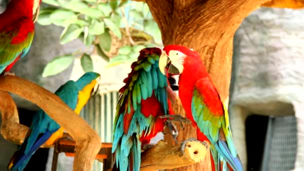 泰国清迈的Macaw鸟 — 图库视频影像