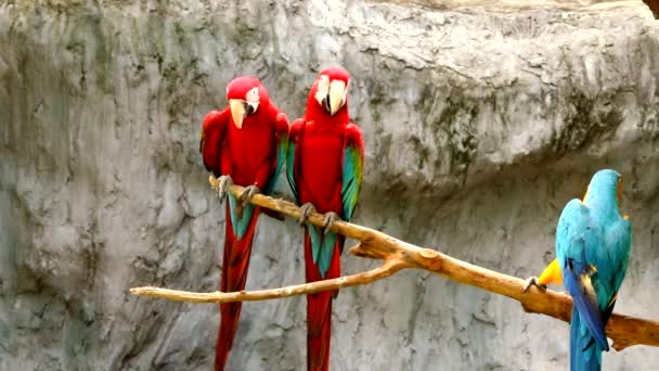 Macaw Ptáků Chiangmai Thajsku — Stock video