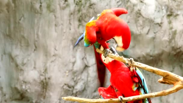 Oiseaux Aras Chiangmai Thaïlande — Video