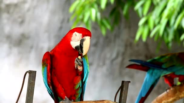 Птицы Ара Таиланде — стоковое видео