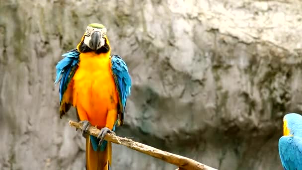 Μακάο Πτηνά Chiangmai Ταϊλάνδη — Αρχείο Βίντεο