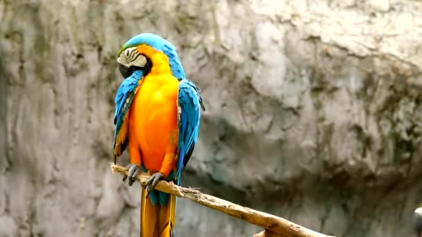 Птицы Ара Таиланде — стоковое видео
