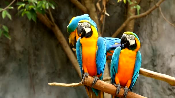 Ptaki Macaw Chiangmai Tajlandii — Wideo stockowe