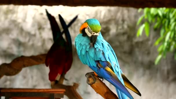 Cerca Pájaro Guacamayo Chiangmai Tailandia — Vídeos de Stock