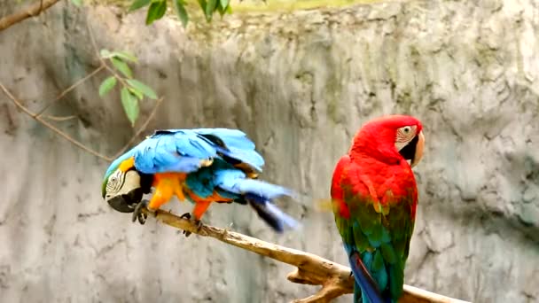 Närbild Macaw Fågel Chiangmai Thailand — Stockvideo