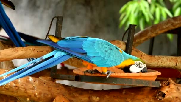 Cerca Pájaro Guacamayo Chiangmai Tailandia — Vídeo de stock