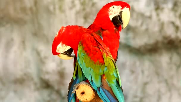 Κοντινό Πουλί Macaw Chiangmai Ταϊλάνδη — Αρχείο Βίντεο