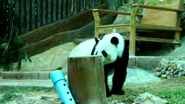Panda Zoológico Tailandia — Vídeos de Stock