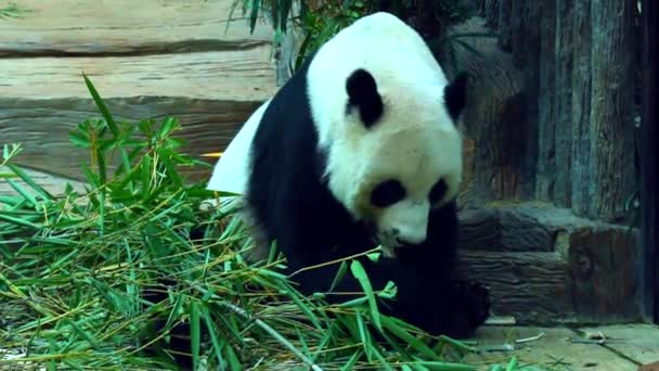 Panda Állatkertben Thaiföldön — Stock videók