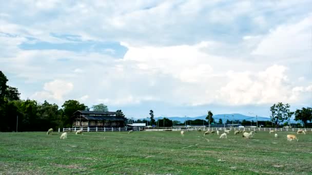 Ovelhas Fazenda Porta Fora Chiangmai Tailândia — Vídeo de Stock