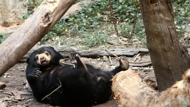 Urso Sol Chiangmai Tailândia — Vídeo de Stock