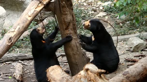 Solbjörn Chiangmai Thailand — Stockvideo