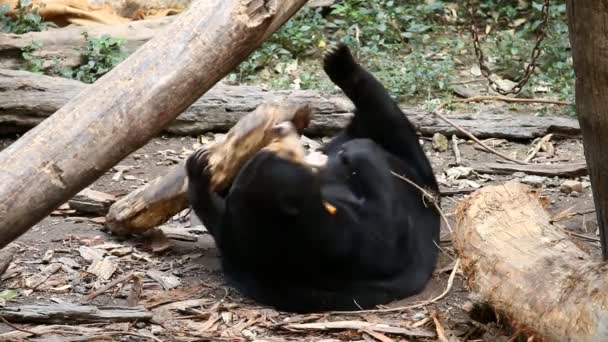 Urso Sol Chiangmai Tailândia — Vídeo de Stock