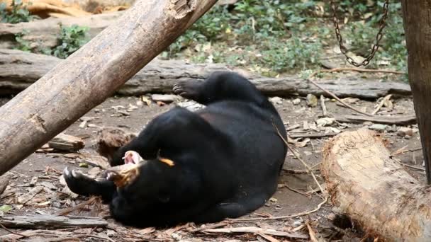 Urso Sol Chiangmai Tailândia — Vídeo de Stock