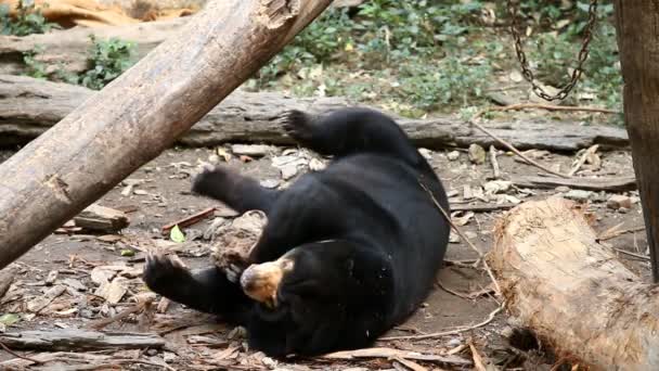 Nap Medve Chiangmai Thaiföld — Stock videók