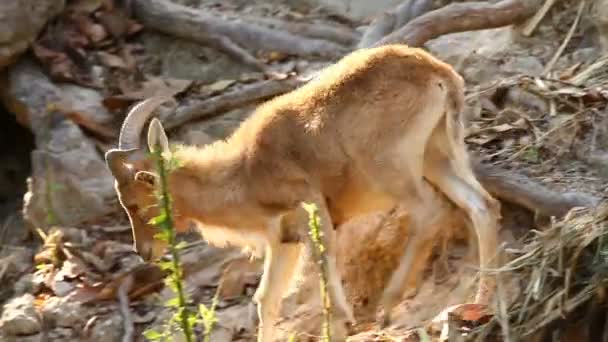 Pecora Barbara Piedi Sulla Roccia Chiangmai Thailandia — Video Stock