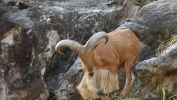 Pecora Barbara Piedi Sulla Roccia Chiangmai Thailandia — Video Stock