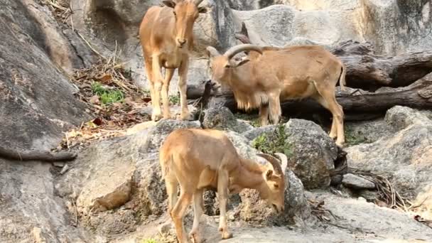 Pecora Barbara Piedi Sulla Roccia Chiangmai Thailandia — Video Stock