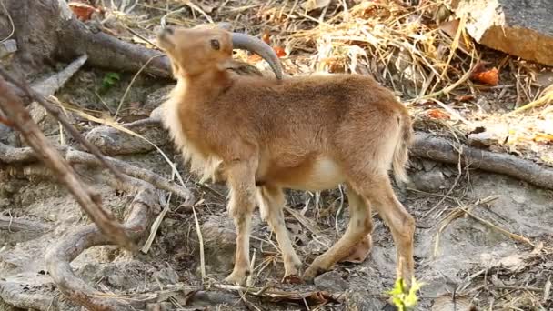 Barbaarse Schapen Staan Rots Chiangmai Thailand — Stockvideo