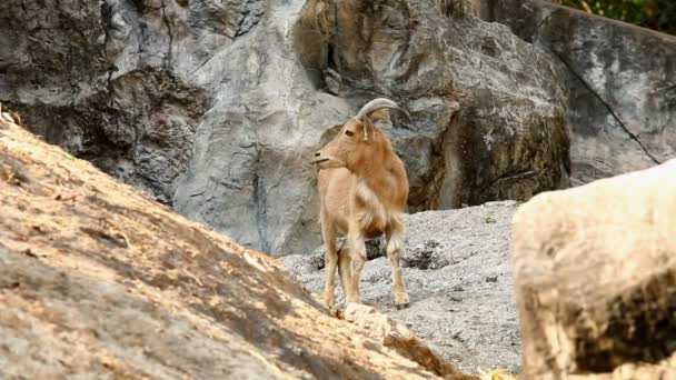 Pecora Barbara Piedi Sulla Roccia Chiangmai Thailandia — Video Stock