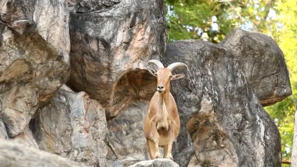 岩の上に立つ野良羊 チェンマイタイ — ストック動画