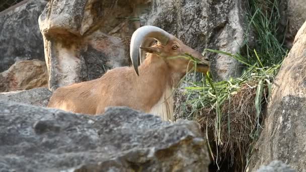 泰国清迈站在岩石上的巴巴里羊 — 图库视频影像