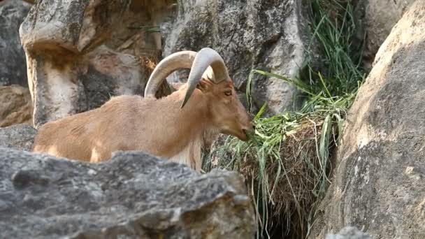 Barbaarse Schapen Staan Rots Chiangmai Thailand — Stockvideo