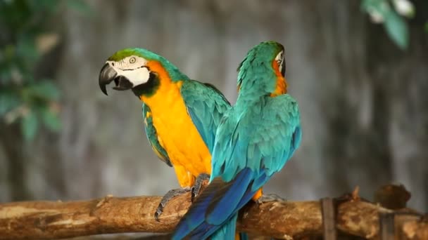 Κοντινό Πουλί Macaw Chiangmai Ταϊλάνδη — Αρχείο Βίντεο