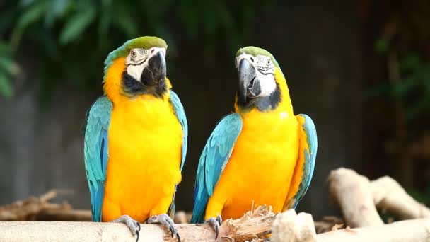 Chiudi Macaw Bird Chiangmai Thailandia — Video Stock