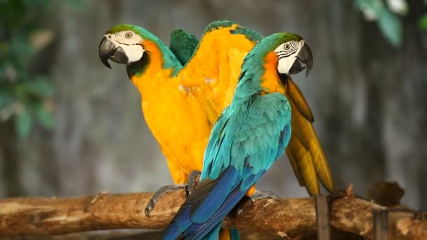 Κοντινό Πουλί Macaw Chiangmai Ταϊλάνδη — Αρχείο Βίντεο