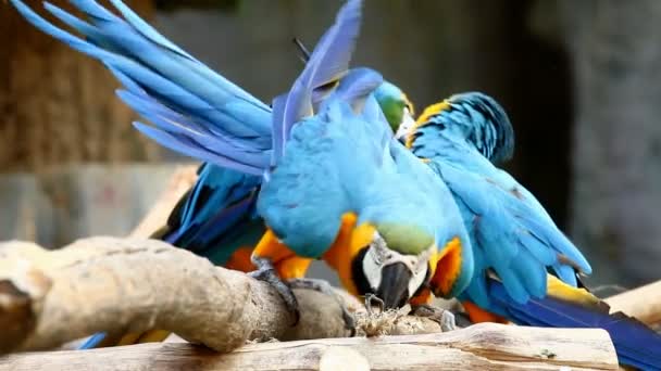 チェンマイでマカオの鳥を閉じるタイ — ストック動画
