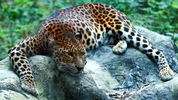 Jaguar Laying Chiangmai Thailand — Stock Video