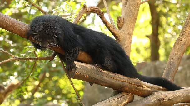 Binturong Układanie Drzewie Chiangmai Tajlandii — Wideo stockowe