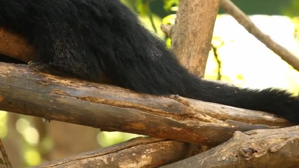 Binturong Βρίσκεται Στο Δέντρο Στην Chiangmai Ταϊλάνδη — Αρχείο Βίντεο