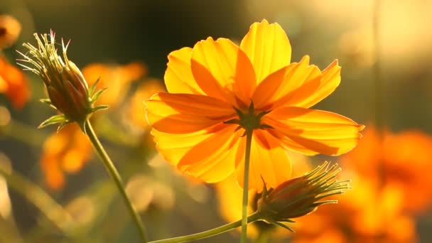 Hermosas Flores Cosmos Jardín Aire Libre Chiangmai Tailandia — Vídeo de stock