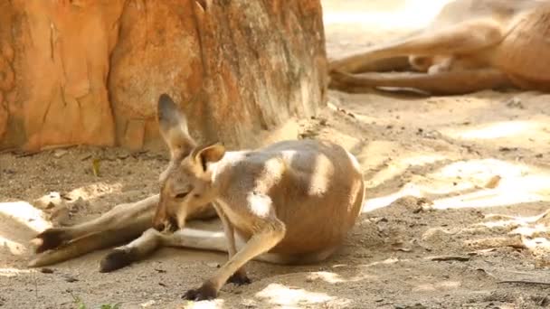 Kangury Leżące Ziemi Chiangmai Tajlandia — Wideo stockowe