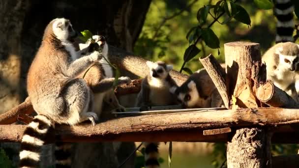 Lemur Eating Food Chiangmai Thailand — Stok video