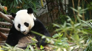 Chiangmai Tayland 'da bambu yiyen panda