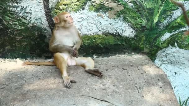 Singe Assis Dans Chiangmai Thailand — Video