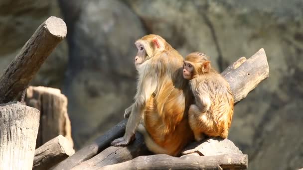 Monkey Sitting Chiangmai Thailand — Stockvideo