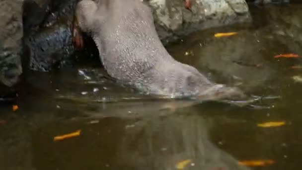 Otters Playing Pond Chiangmai Thailand — Video Stock