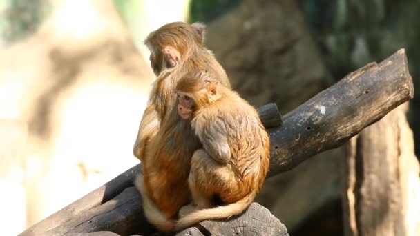 猴子坐在泰国清迈 — 图库视频影像